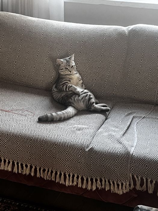 Кот британец 8 месяцев