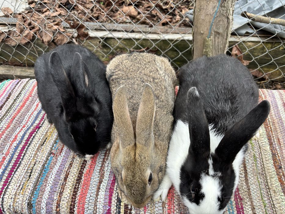 Iepuri hycole francez!