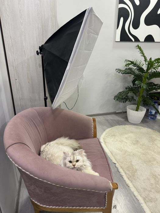 Пропал кот! Помогите найти кота. #Нашли кота?