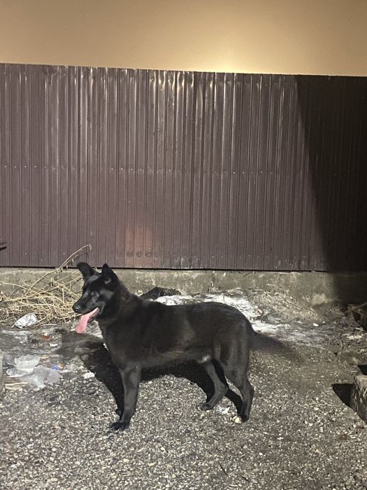 Восточной европейски овчарка