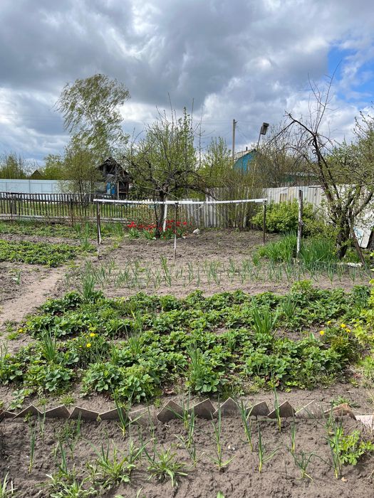 СРОЧНО Продам Дачу, на Белом ,сад.общество Сансевьера