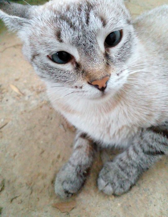 Срочно. Найдена кошка. Ищу нового хозяина
