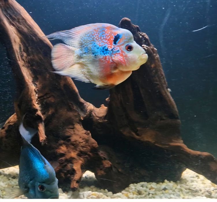 Попугай-Flowerhorn