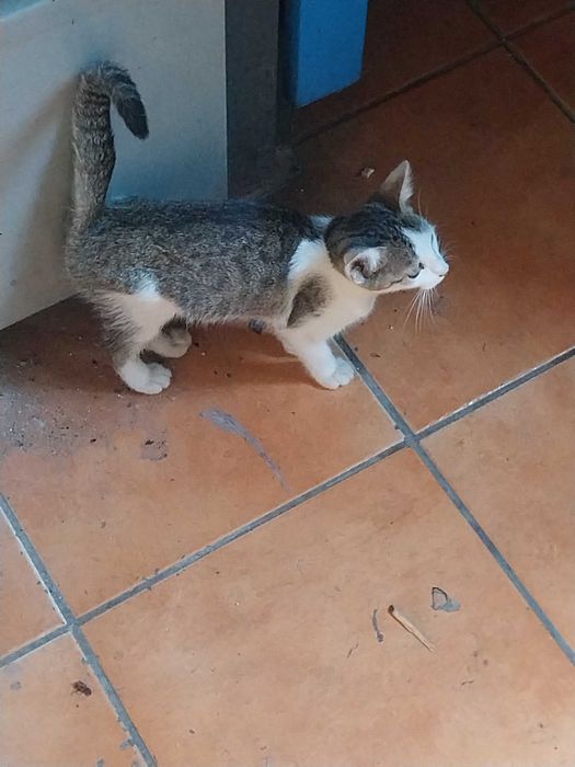 Donez doi pui de pisica