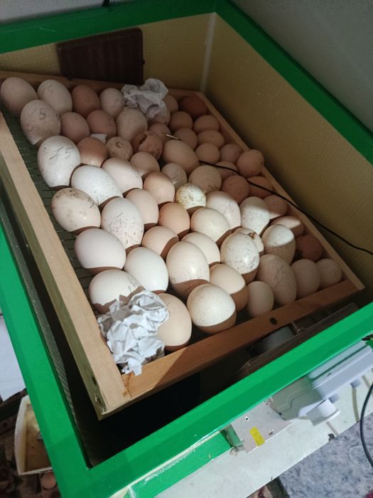 Продам инкубатор новый