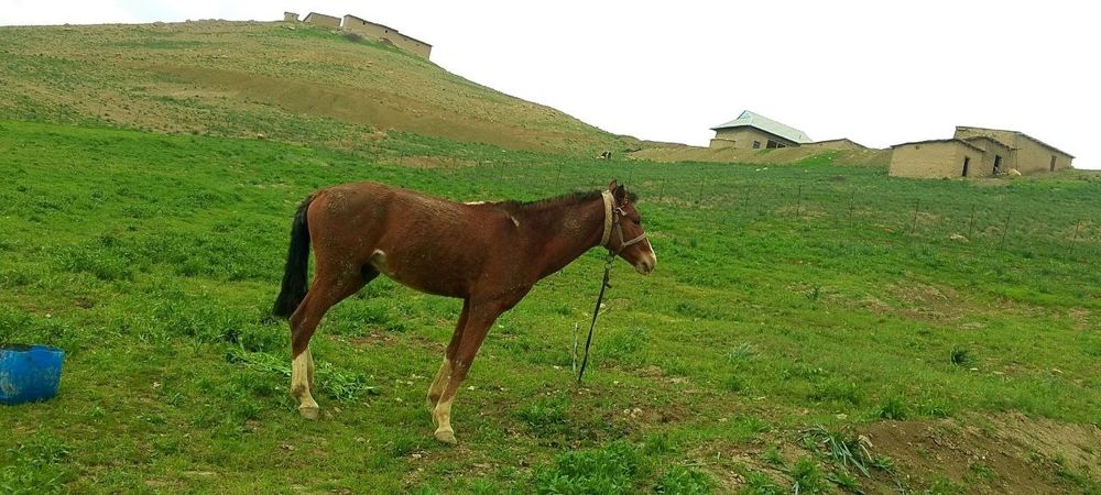 Qora mollar sotiladi srochni