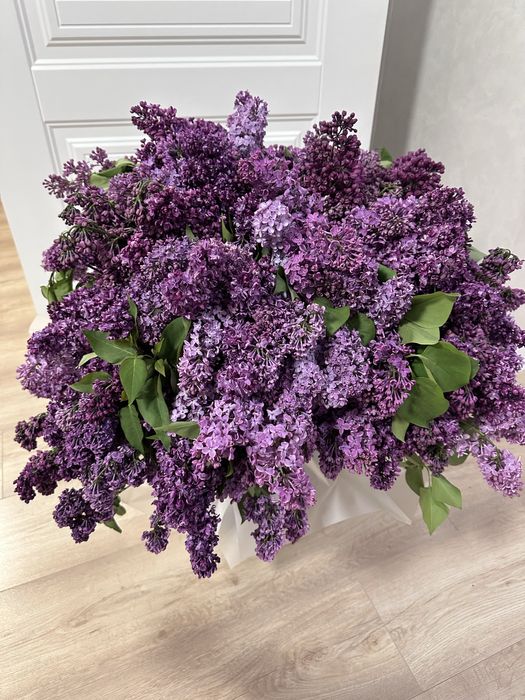 Продам огромный букет сирень