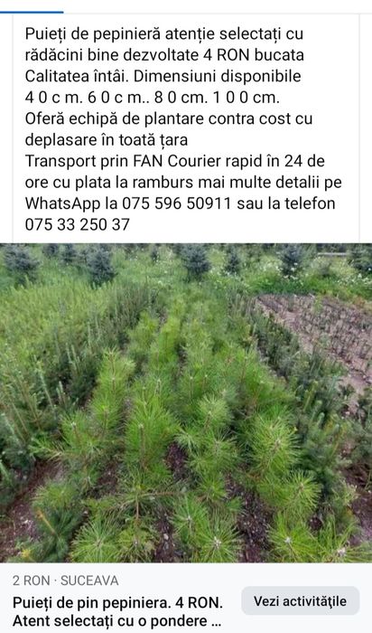 Puieți pin paltin mesteacăn