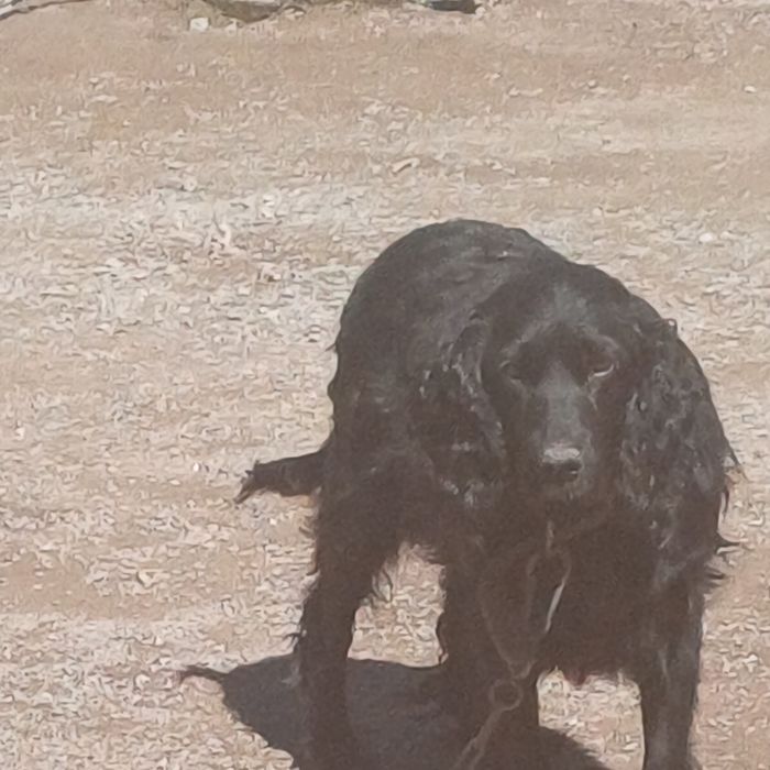 Отдам в добрые руки щенков девочек.