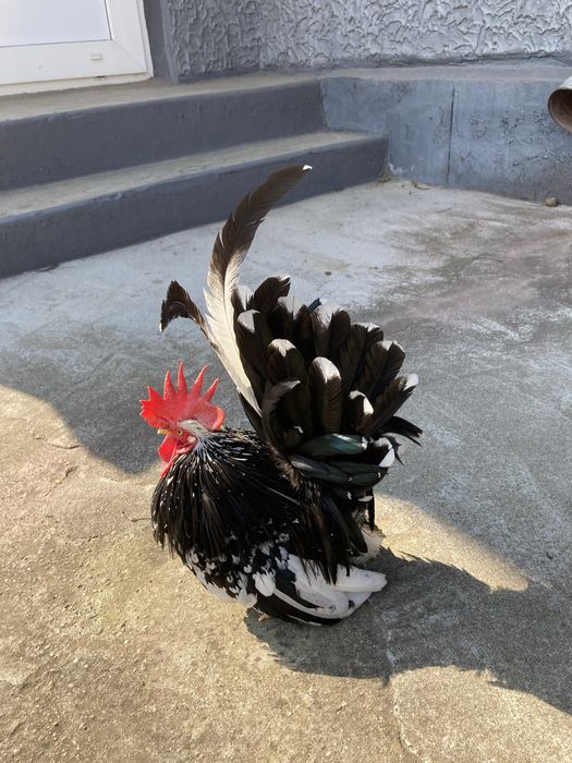 Piese rare pt curte de vânzare !