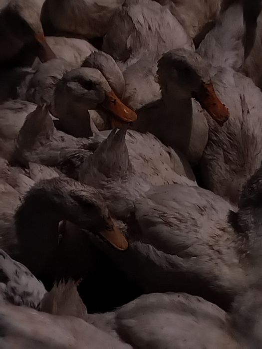 Продаются утки .находятся в Ленгере