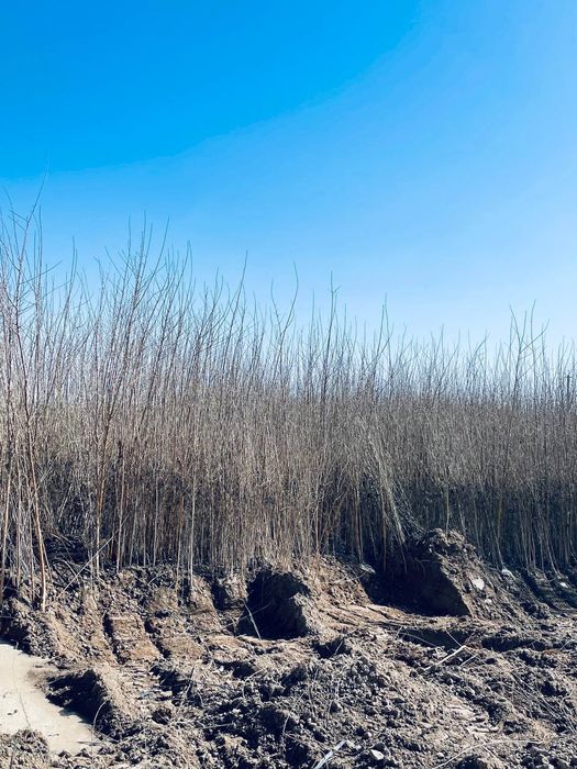 Tut ko'chatlari optom