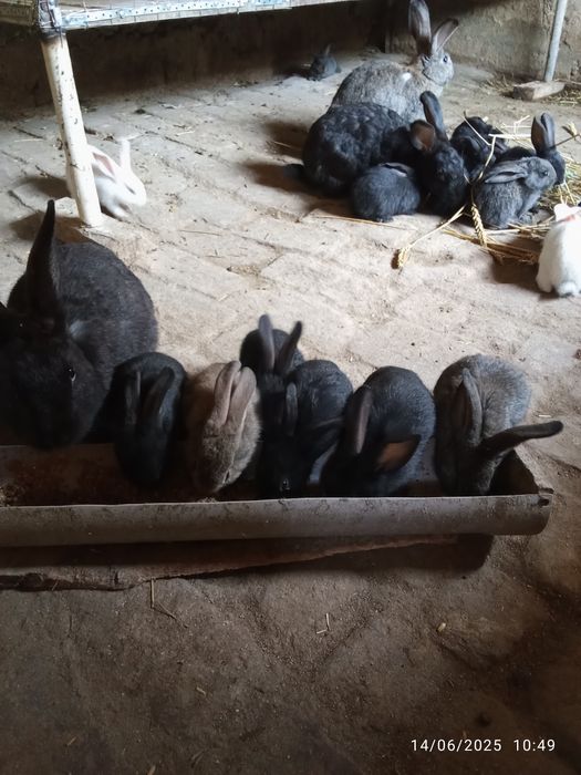 Quyon bolalari.      Куйон болалари