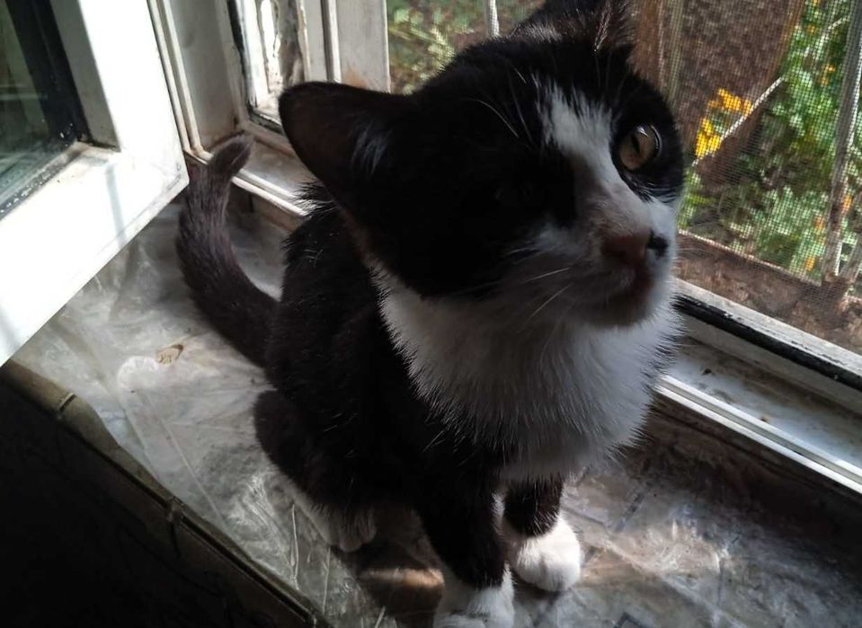 Отдам котенка 4 месяца