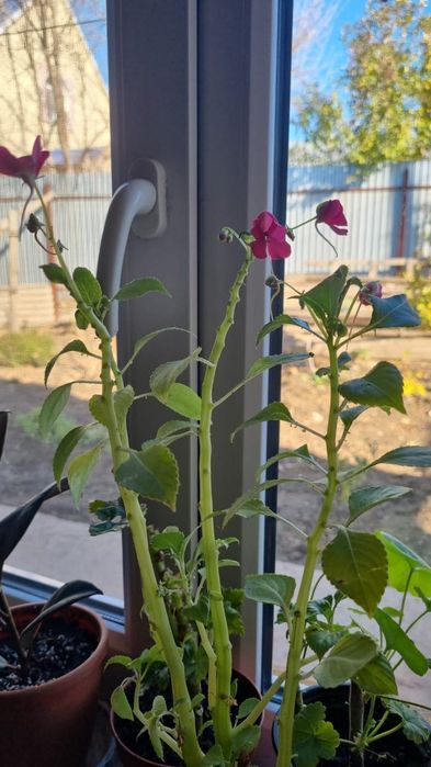 Растения, цветы,саженцы