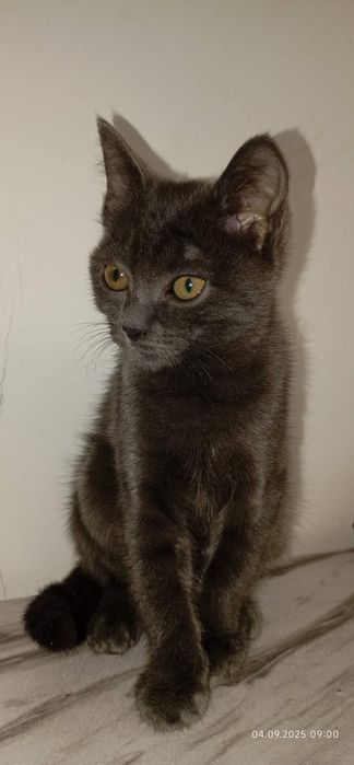 Французский шартрез девочка. АСТАНА!