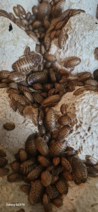 Viermi Supewoms  si Gândaci Dubia