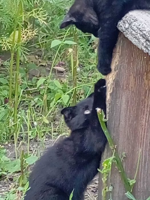 Отдам котят в добрые руки