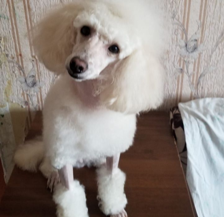 Стрижка собаки..