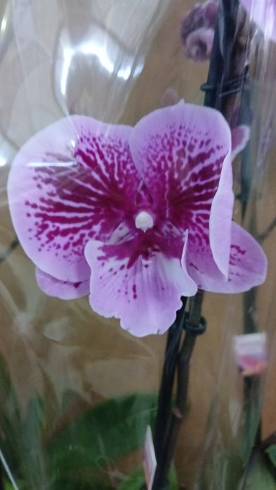 Орхидея качество Голландия