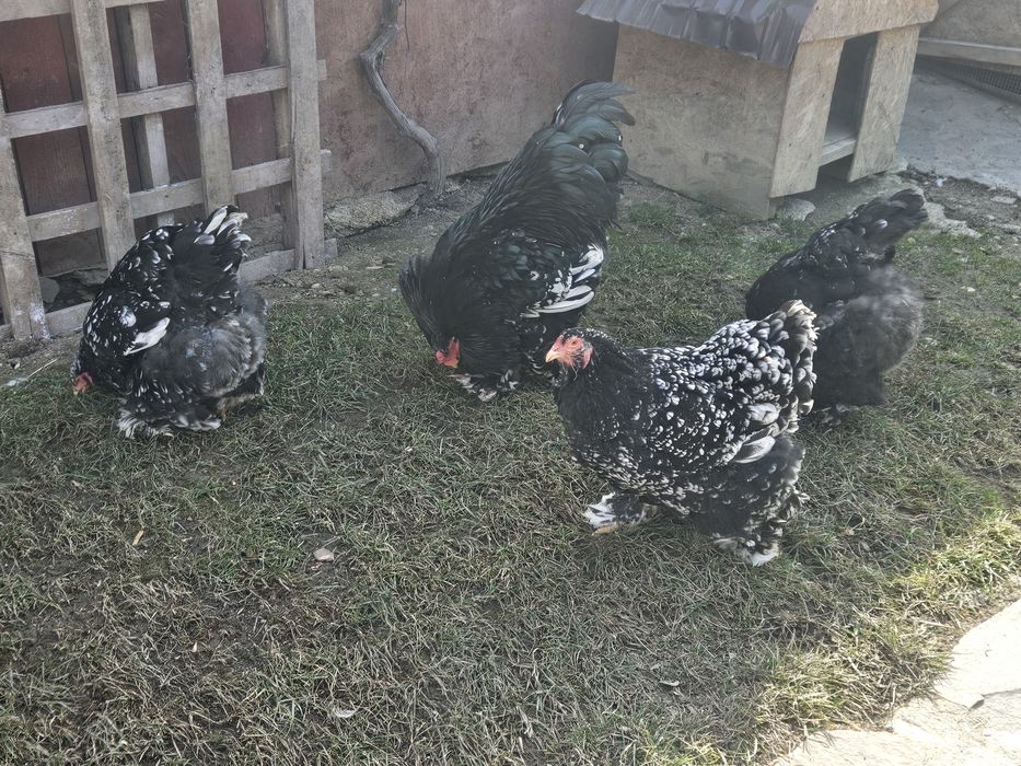 De vanzare   sau schimb cu ceriale