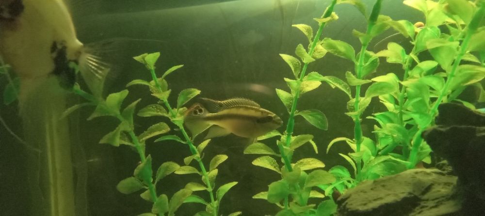 Продам рыб аквариумные