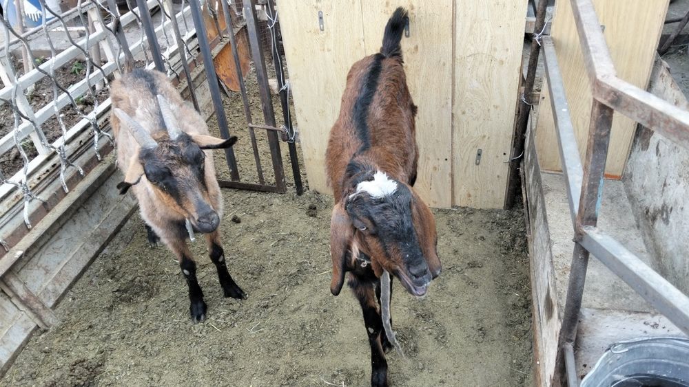 Козы, козлята и козлы
