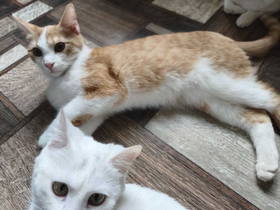 Отдаю кота в добрые руки