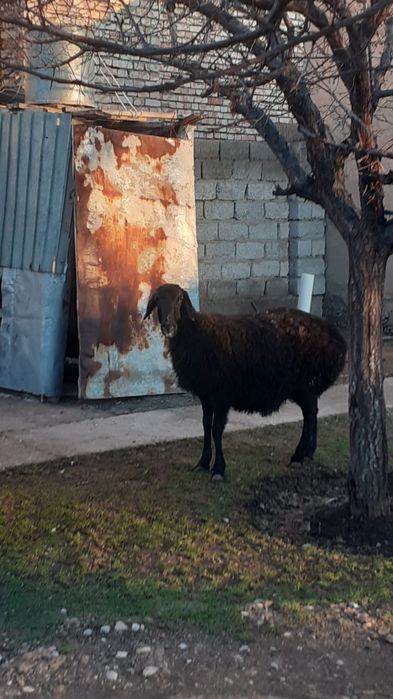 Қойлар сатылады, семіз, жемде тұрған,