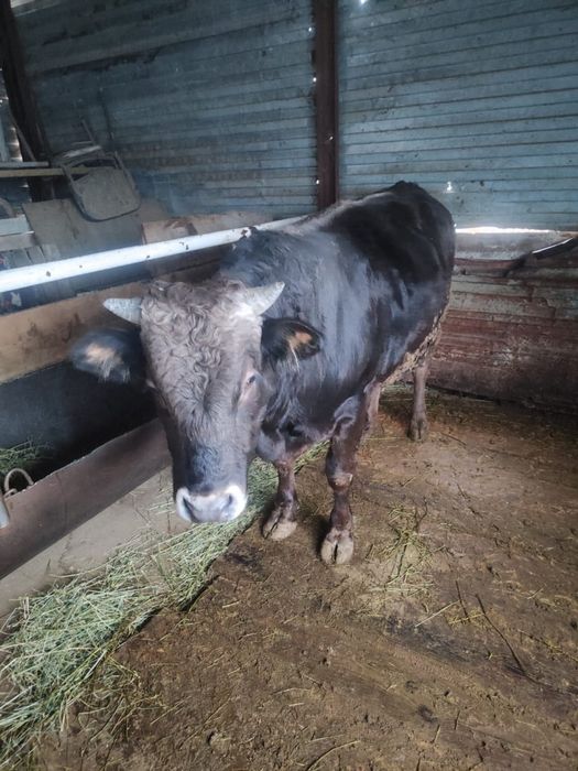 Продам быка стойт на откорме