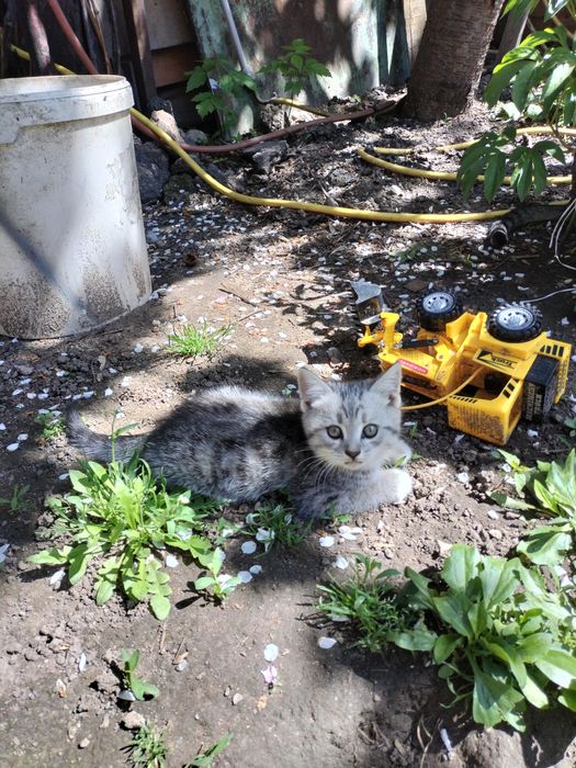 Вислоухий котенок