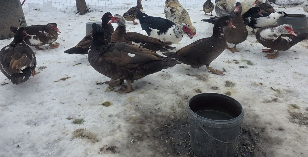 Rate mute ciocolatii