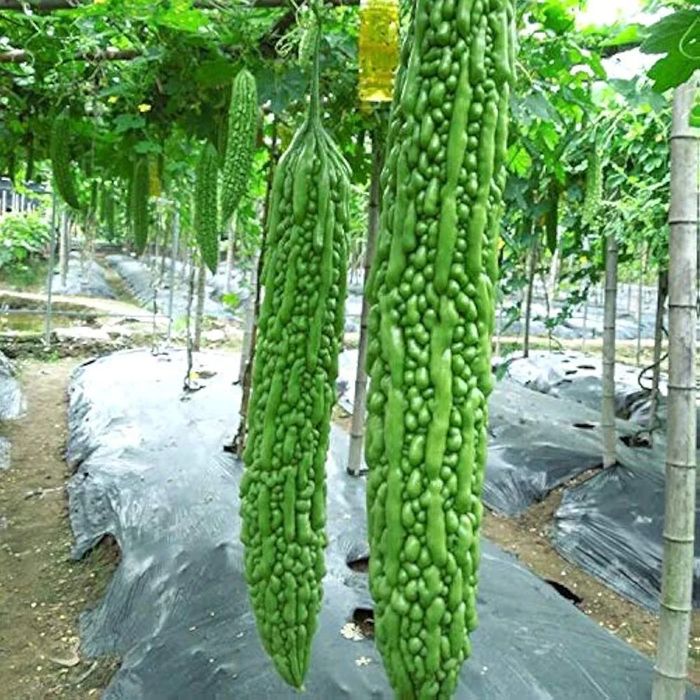 Castravete Mormondica ' Amar ( China ) ( Seminte +90 )