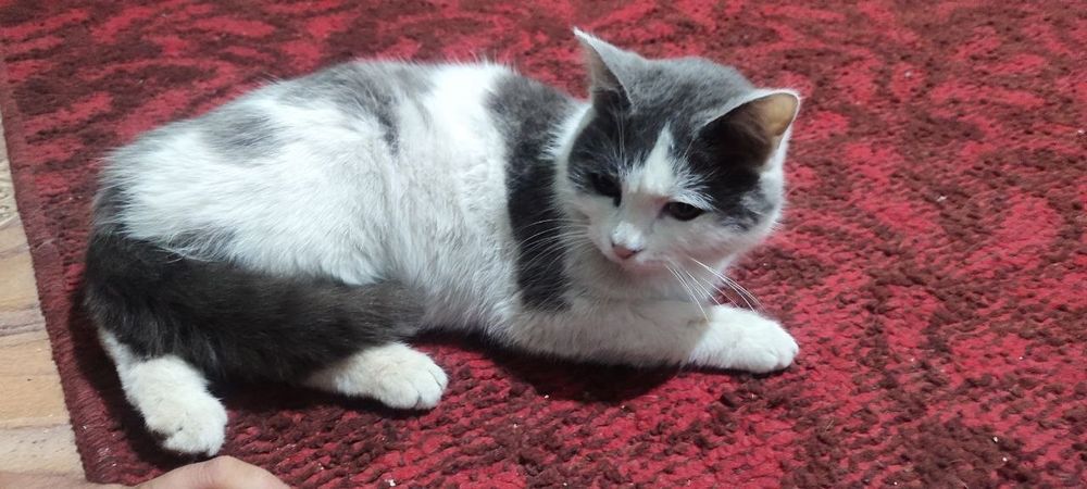 Mehrli qo'llar uchun Qiz Mushuk