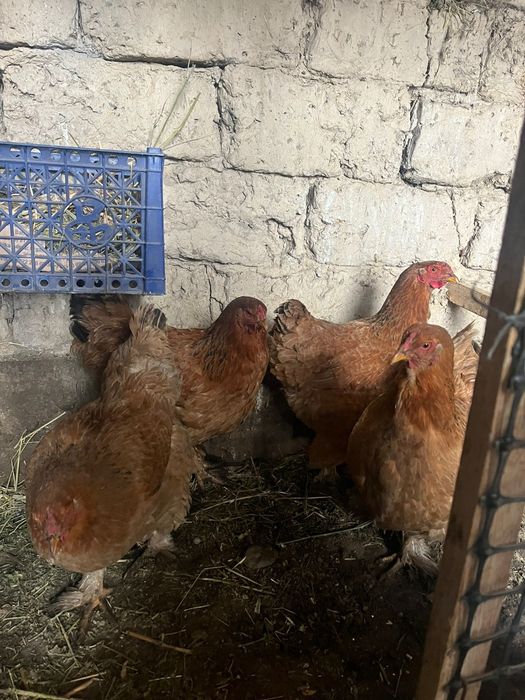 Куры домашние куры