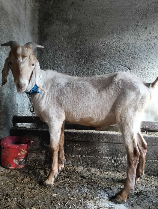 Țap de vânzare anglonubian cu vârsta de un an și două luni