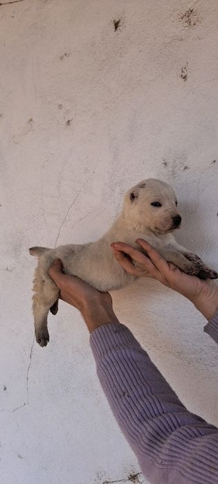 Alabay kuchuklar sotiladi toza qonli ota onalari katta alabaylar