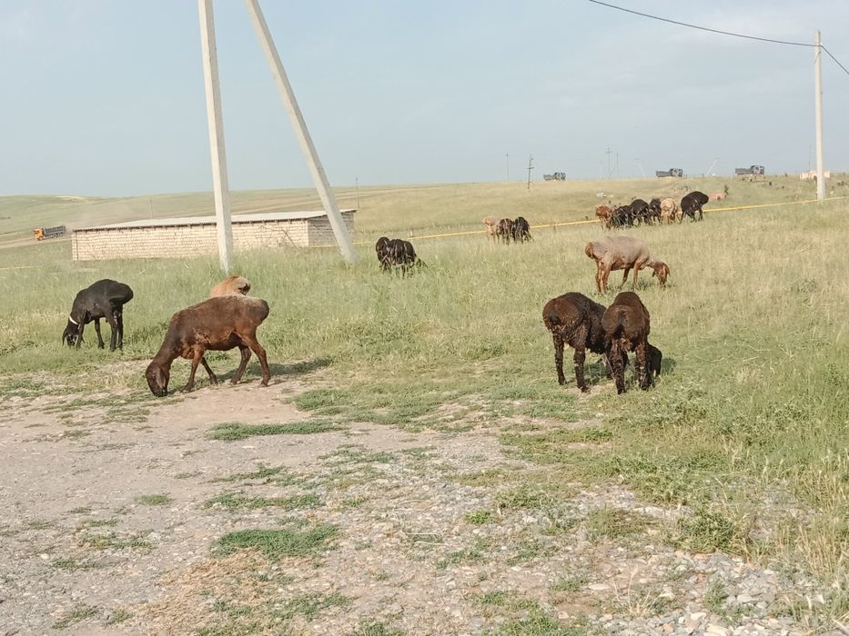 Қошқар бар семиз жем жеп тур