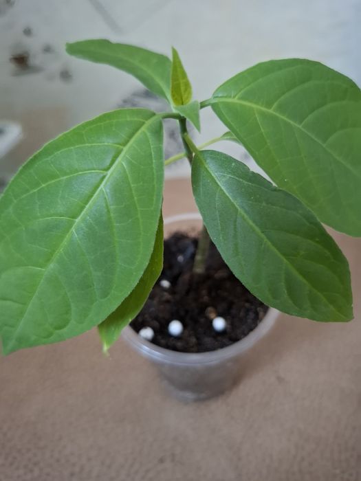 Покормите хомяка, цены в копилочку