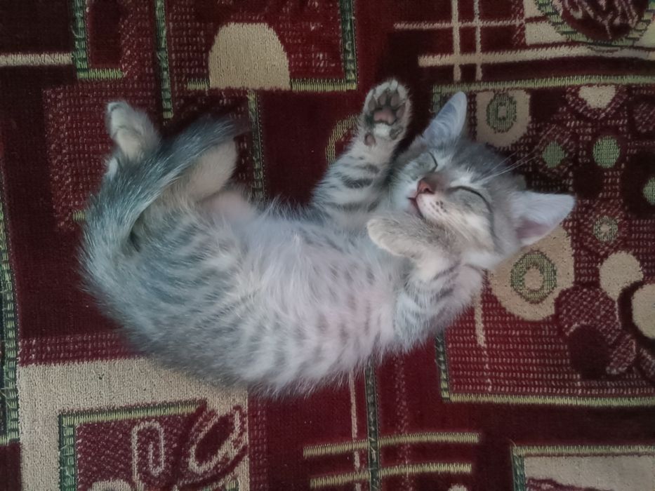 Дарю котят в добрые руки