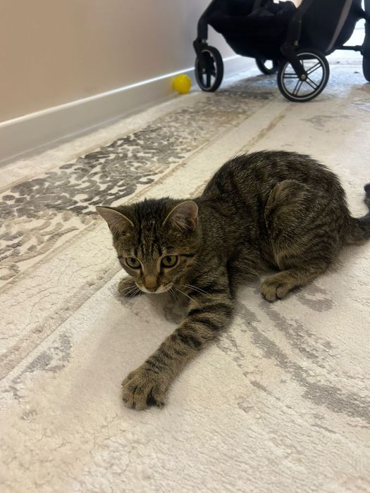 отдам в добрые руки котенка