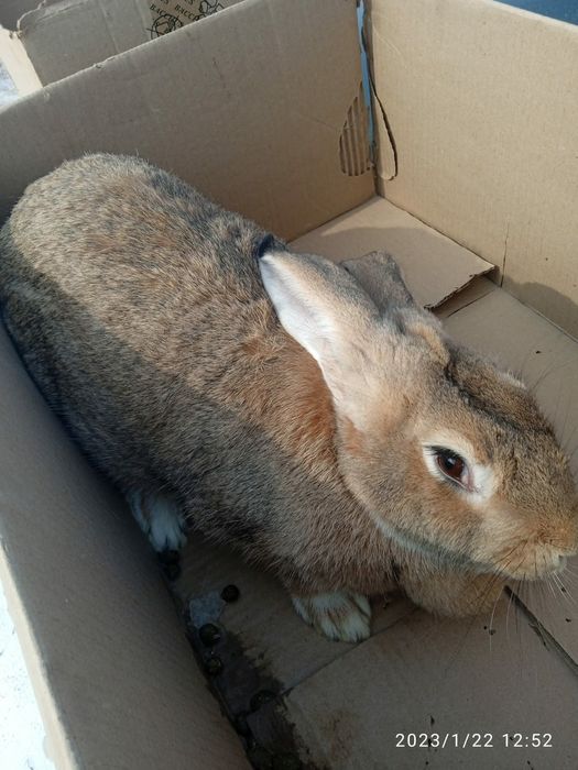 Кролики виликаны парода