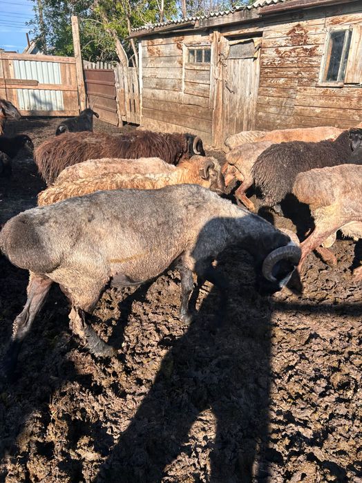 Продам племенных баранов