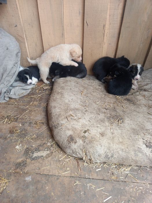 Щенки 5 недель малышам нужен дом