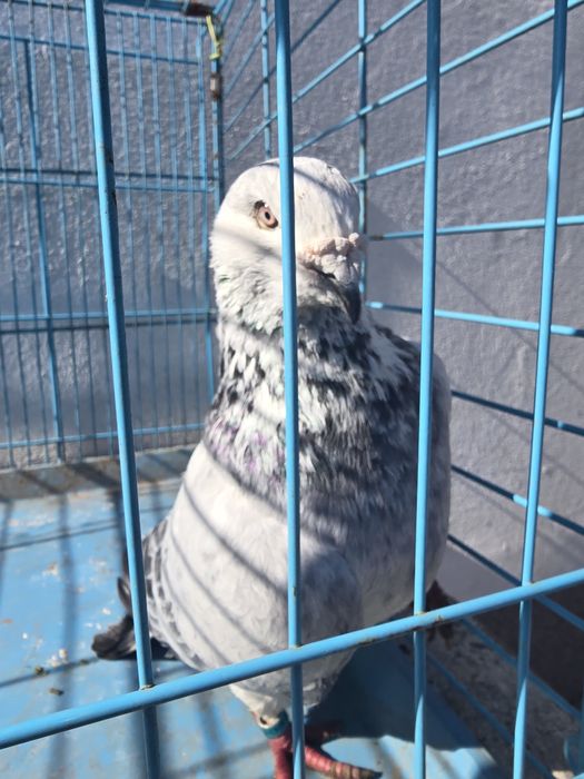 Porumbei standard de vanzare