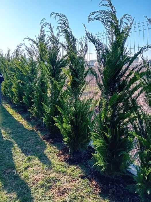 Vând chiparos leylandii