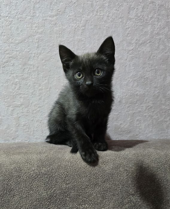 Котята.-осталась 1 девочка.