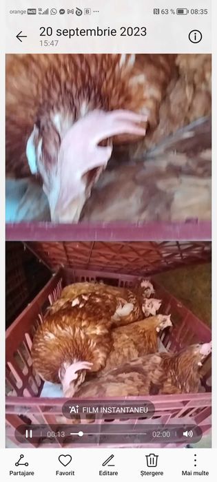 Gaini de oua în ciclu de ouat de 3-4 luni si cocosi