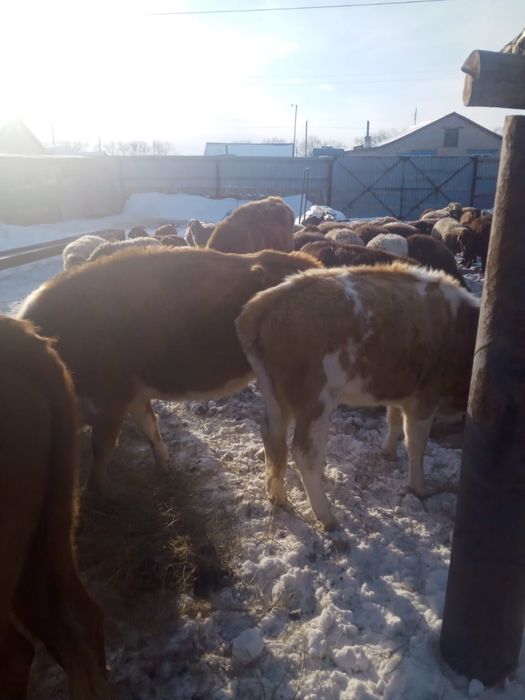 Групнорогатый скот