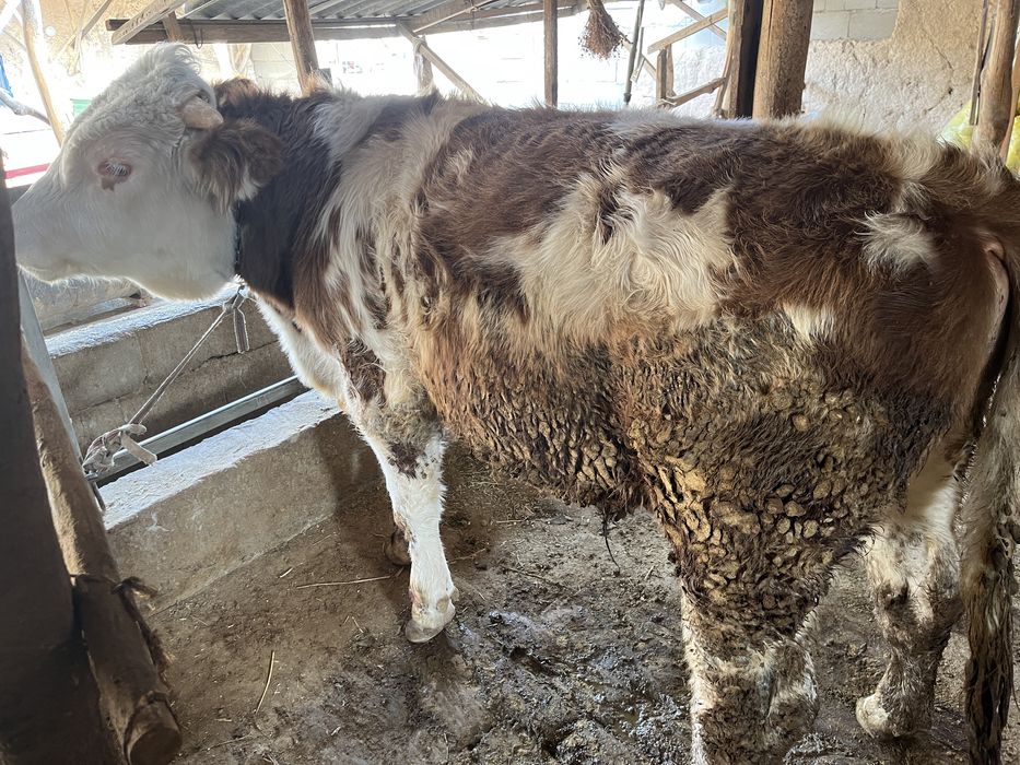 Simental / simmental/ симментал